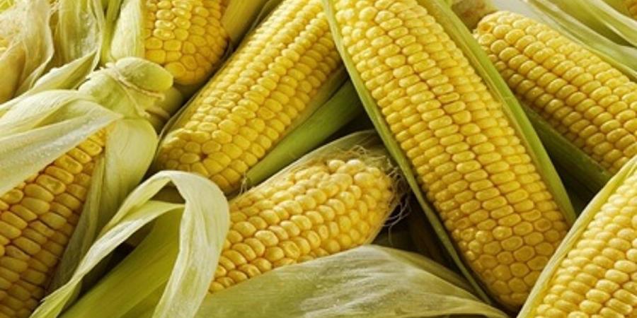 روسيا تبتكر طريقة جديدة لزراعة الذرة أثناء سنوات الجفاف - بوابة اخر ساعة