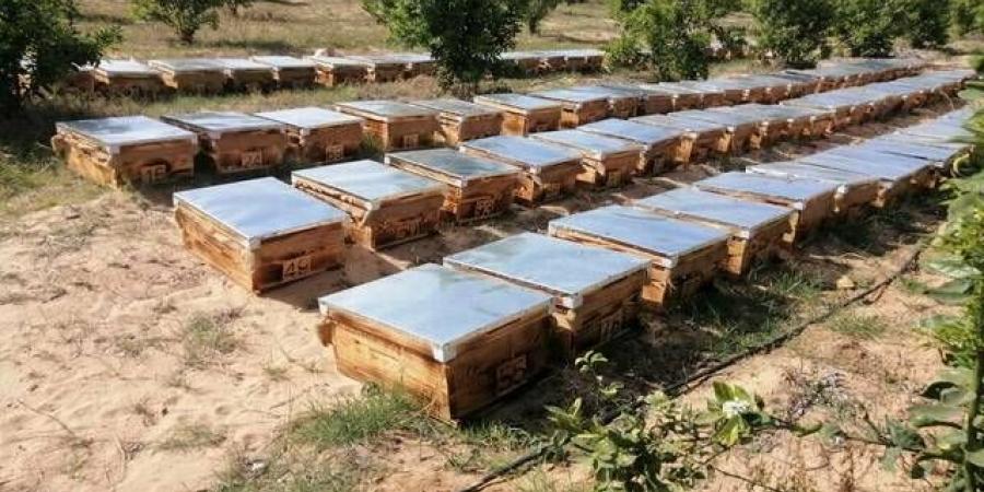 11 ألف ترخيص زراعي جديد في المملكة خلال 3 أشهر.. والنحل والدواجن بالصدارة - بوابة اخر ساعة