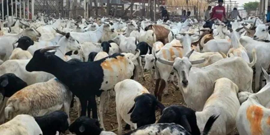 خطوة جديدة لدعم الاقتصاد الوطني: بدء تصدير المواشي اليمنية إلى عُمان - بوابة اخر ساعة
