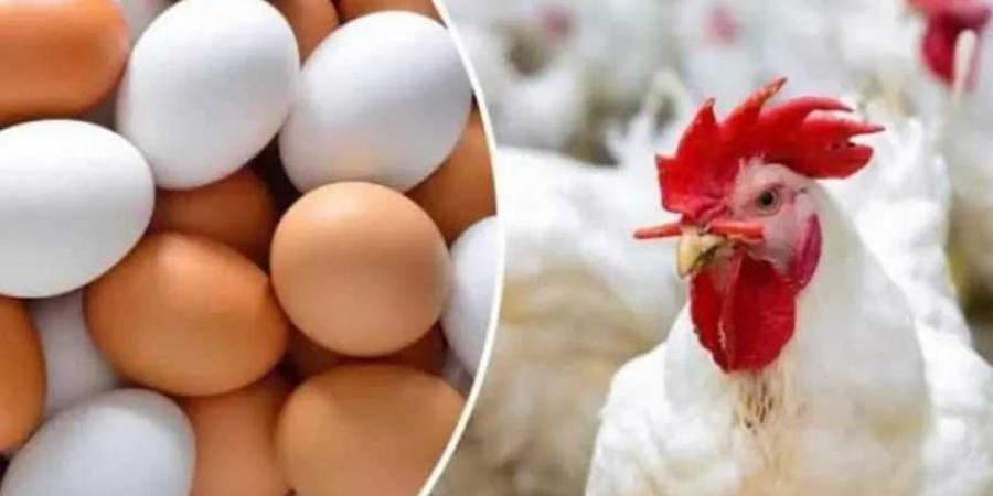 بكام النهاردة؟.. سعر الفراخ البيضاء في مصر اليوم الاثنين 7-7-2025 | استقرار ملحوظ بعد ارتفاع الأمس - بوابة اخر ساعة