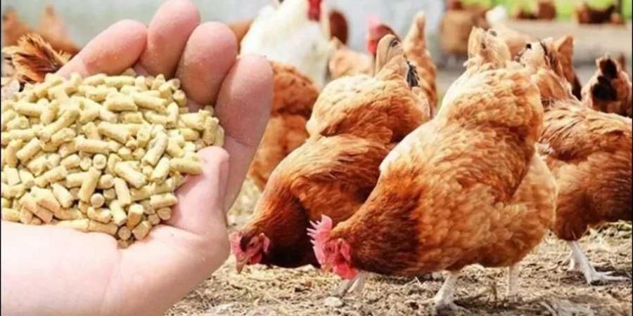 أسعار أعلاف الدواجن في مصر اليوم الثلاثاء 8 يوليو 2025 - بوابة اخر ساعة