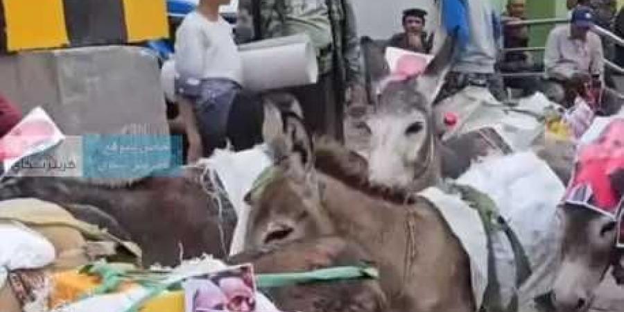 مواطنون في تعز ينظمون موكبًا رمزيًا من الحمير تحمل صور المحافظ احتجاجًا على تردي الأوضاع الخدمية - بوابة اخر ساعة